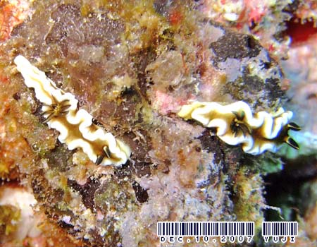 O\h[XEeBb{G Glossodoris tibboeli