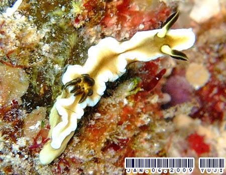 O\h[XEeBb{G Glossodoris tibboeli