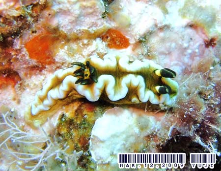 O\h[XEeBb{G Glossodoris tibboeli