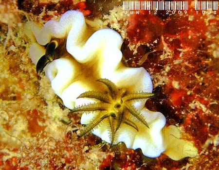 O\h[XEeBb{G Glossodoris tibboeli