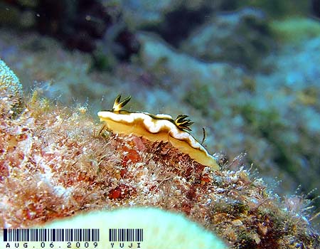 O\h[XEeBb{G Glossodoris tibboeli