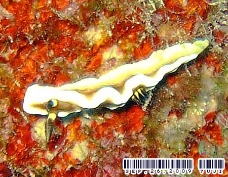 O\h[XEeBb{G Glossodoris tibboeli