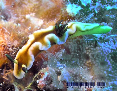 O\h[XEeBb{G Glossodoris tibboeli