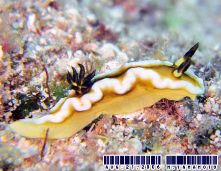 O\h[XEeBb{G Glossodoris tibboeli