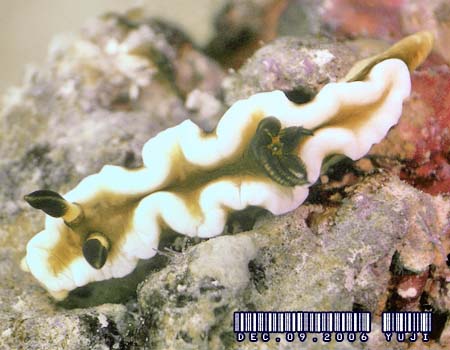 O\h[XEeBb{G Glossodoris tibboeli