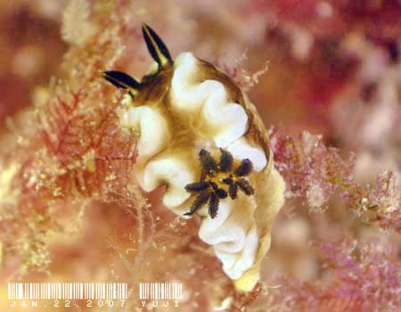 O\h[XEeBb{G Glossodoris tibboeli