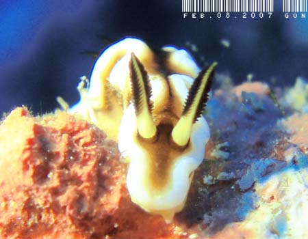 O\h[XEeBb{G Glossodoris tibboeli