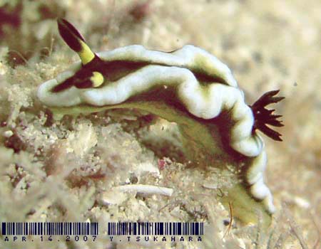 O\h[XEeBb{G Glossodoris tibboeli