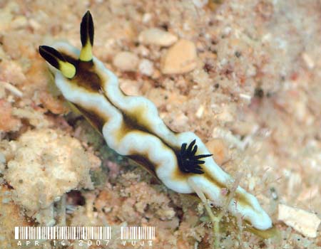 O\h[XEeBb{G Glossodoris tibboeli