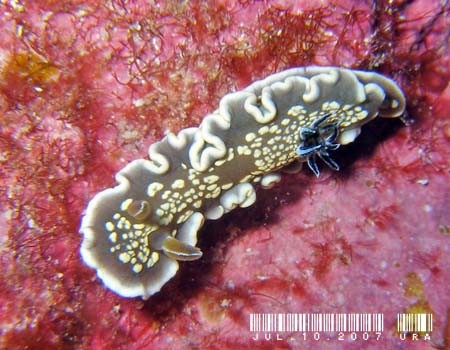 O\h[XEeBb{G Glossodoris tomsmithi 