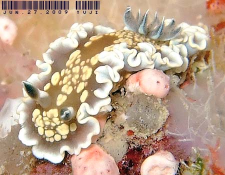 O\h[XEeBb{G Glossodoris tomsmithi 