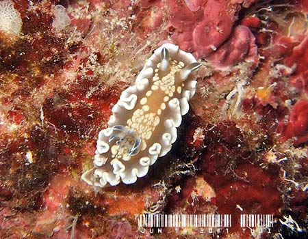 O\h[XEeBb{G Glossodoris tomsmithi 