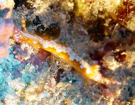 �Z���e���C���E�~�E�V Hypselodoris decorata