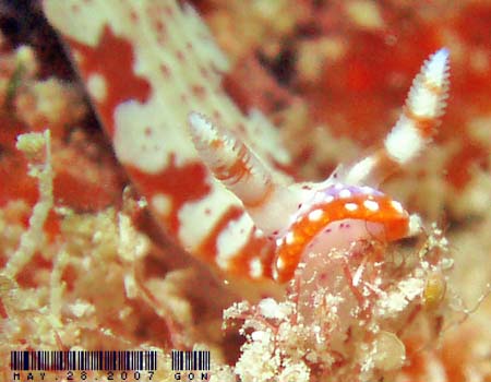 �Z���e���C���E�~�E�V Hypselodoris decorata