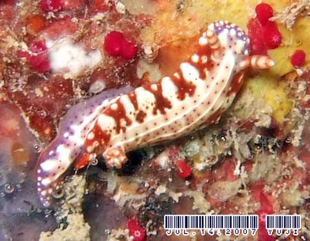 �Z���e���C���E�~�E�V Hypselodoris decorata