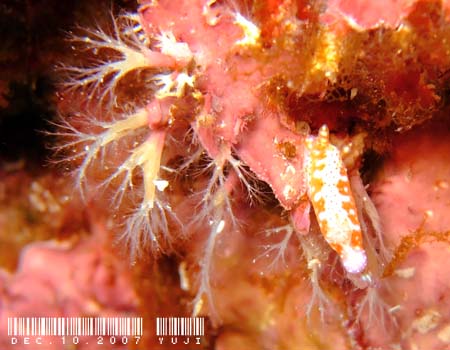 �Z���e���C���E�~�E�V Hypselodoris decorata