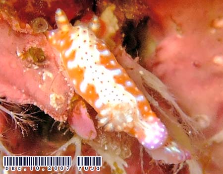�Z���e���C���E�~�E�V Hypselodoris decorata