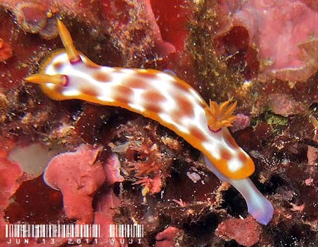 TrECE~EV Hypselodoris purpureomaculosa