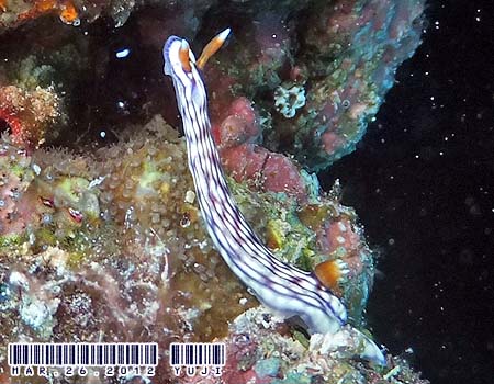 Hypselodoris whitei  N`iVCE~EV