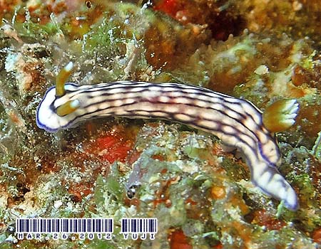 Hypselodoris whitei  N`iVCE~EV