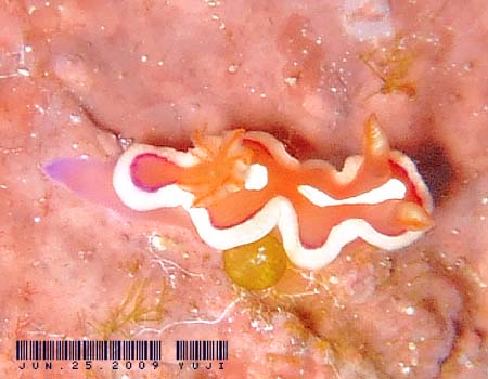 �m�E���A�E�����A���X Verconia varians