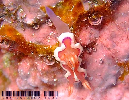 �m�E���A�E�����A���X Verconia varians