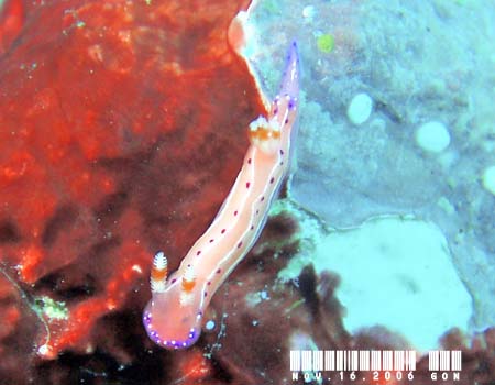 �W���b�e���C���E�~�E�V Thorunna australis