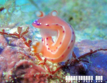 �W���b�e���C���E�~�E�V Thorunna australis