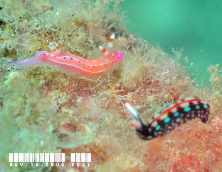 �W���b�e���C���E�~�E�V Thorunna australis