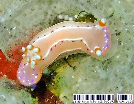 �W���b�e���C���E�~�E�V Thorunna australis