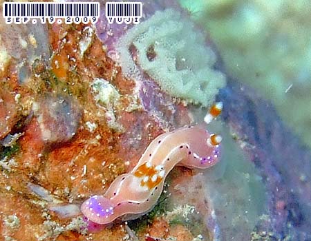 �W���b�e���C���E�~�E�V Thorunna australis