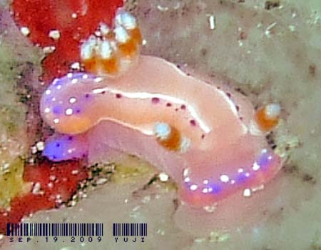 �W���b�e���C���E�~�E�V Thorunna australis