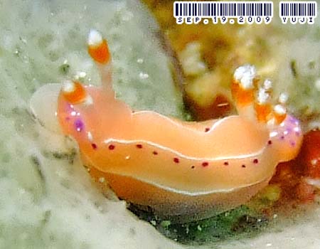 �W���b�e���C���E�~�E�V Thorunna australis