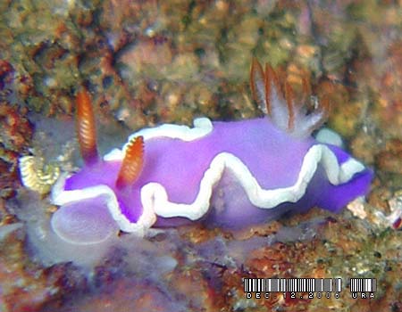 ���x���_�[�E�~�E�V Thorunna halourga