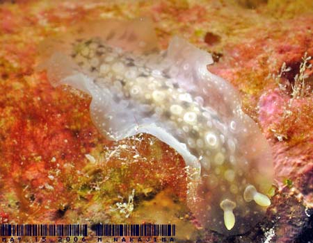 �C�{�i�}�R�E�~�E�V Dendrodoris albopurpura