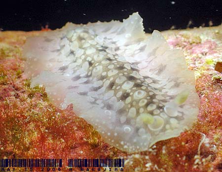 �C�{�i�}�R�E�~�E�V Dendrodoris albopurpura