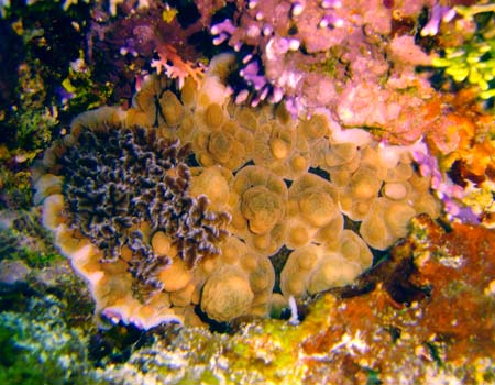 �R�E�V���E�~�E�V Dendrodoris carbunculosa