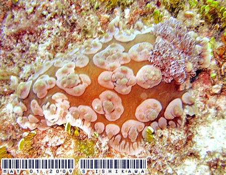 �R�E�V���E�~�E�V Dendrodoris carbunculosa