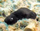 �z���N���V�^�i�V�E�~�E�V Dendrodoris nigra