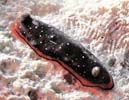 �z���N���V�^�i�V�E�~�E�V Dendrodoris nigra