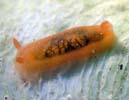 �z���N���V�^�i�V�E�~�E�V Dendrodoris nigra