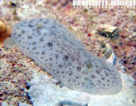 cdE~EV Discodoris lilacina