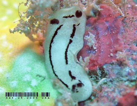 �c���K�E�~�E�V���̂P�� Discodoris sp