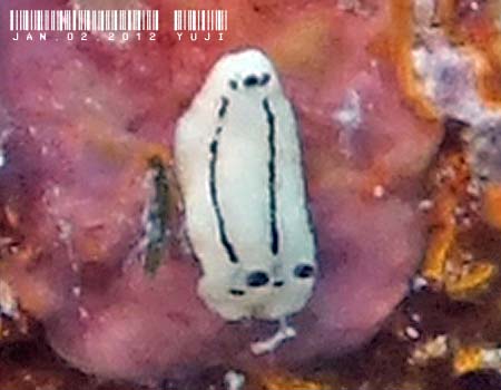 �c���K�E�~�E�V���̂P�� Discodoris sp