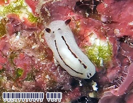 �c���K�E�~�E�V���̂P�� Discodoris sp