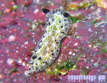 Halgerda albocristata �V���X�W�q�I�h�V�E�~�E�V