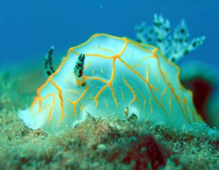 �n���Q���_�E�O�A�n�� Halgerda guahan