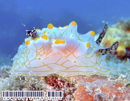 �}���b�\ Halgerda malesso