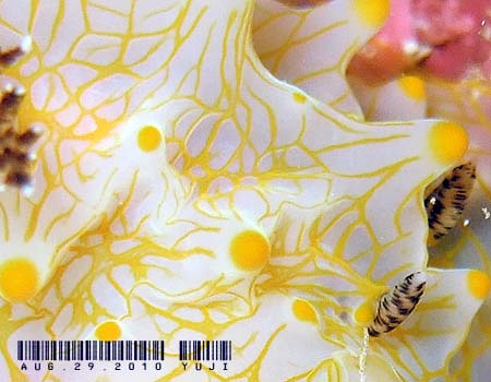 �}���b�\ Halgerda malesso