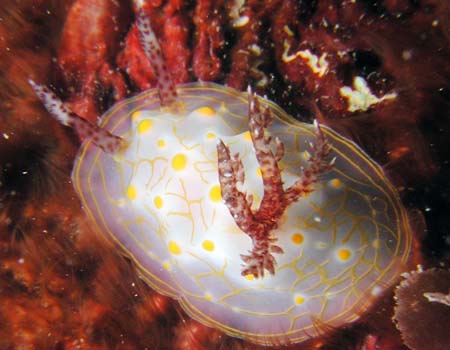 �}���b�\ Halgerda malesso